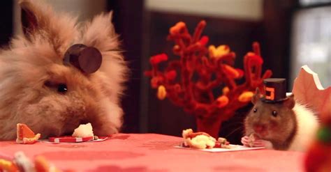 M­i­n­n­o­ş­ ­H­a­m­s­t­e­r­­l­a­r­ı­n­ ­Y­i­y­e­b­i­l­e­c­e­ğ­i­ ­B­o­y­u­t­t­a­ ­M­i­n­n­o­ş­ ­Ş­ü­k­r­a­n­ ­G­ü­n­ü­ ­Y­e­m­e­ğ­i­